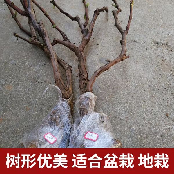 红地球葡萄苗  新品种，明年结果苗，皮薄无籽，品质保证，现挖现卖，