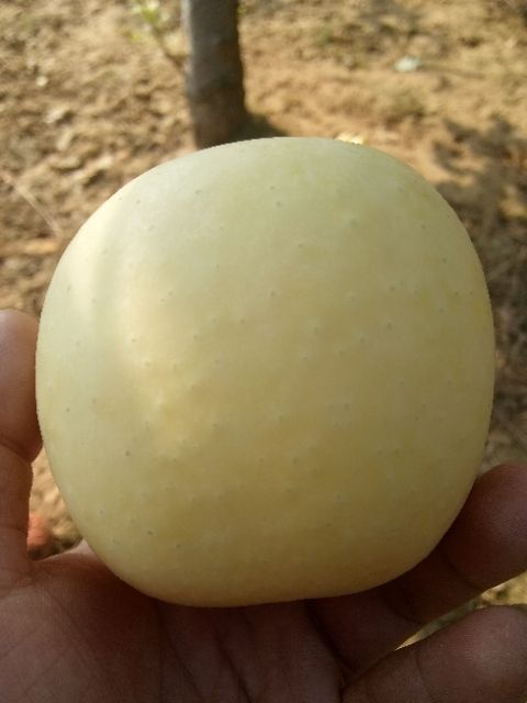 沂源县冰糖心苹果苗 冰糖心金苹果黄金苹果
