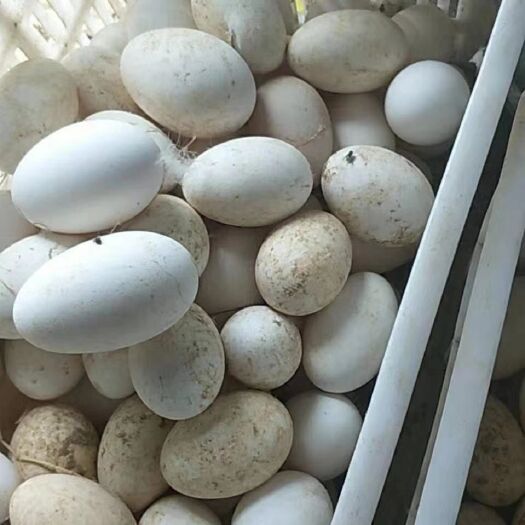 固镇县 新鲜鹅蛋  鲜蛋  食用蛋。