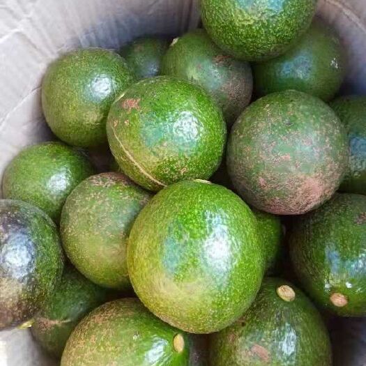 瑞丽市 缅甸生态牛油果
