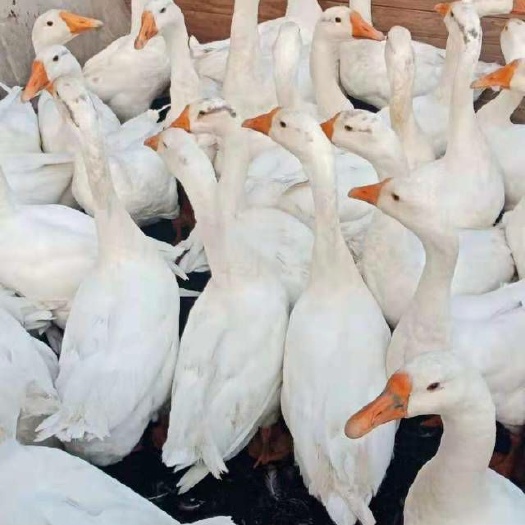 昆明 白鹅苗