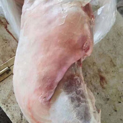 巴彦淖尔 烤全羊