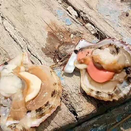 威海 威海红扇贝～深海捕捞，新鲜直达