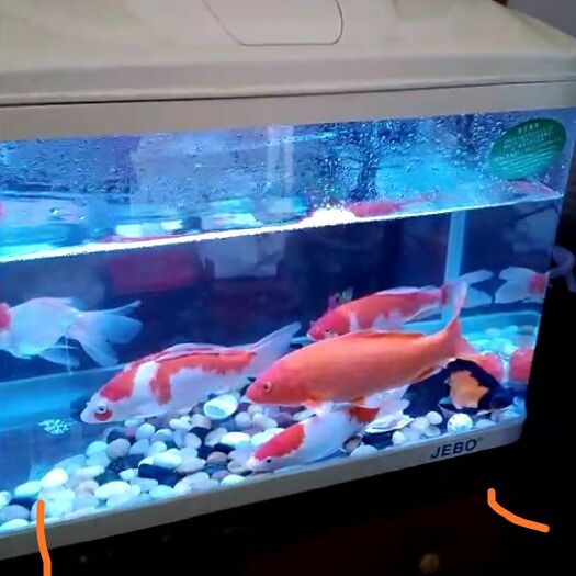 唐河县 各种观赏鱼金鱼常年批发，量大从优