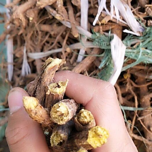 陇西县 真正6年生黄芩根