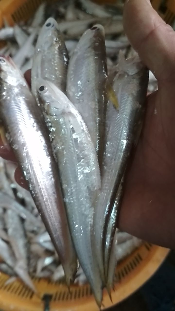 冰鲜毛刀鱼
