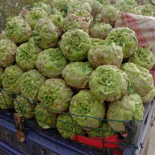 汝州市辣菜疙瘩  芥菜大量上市，日发货量30左右