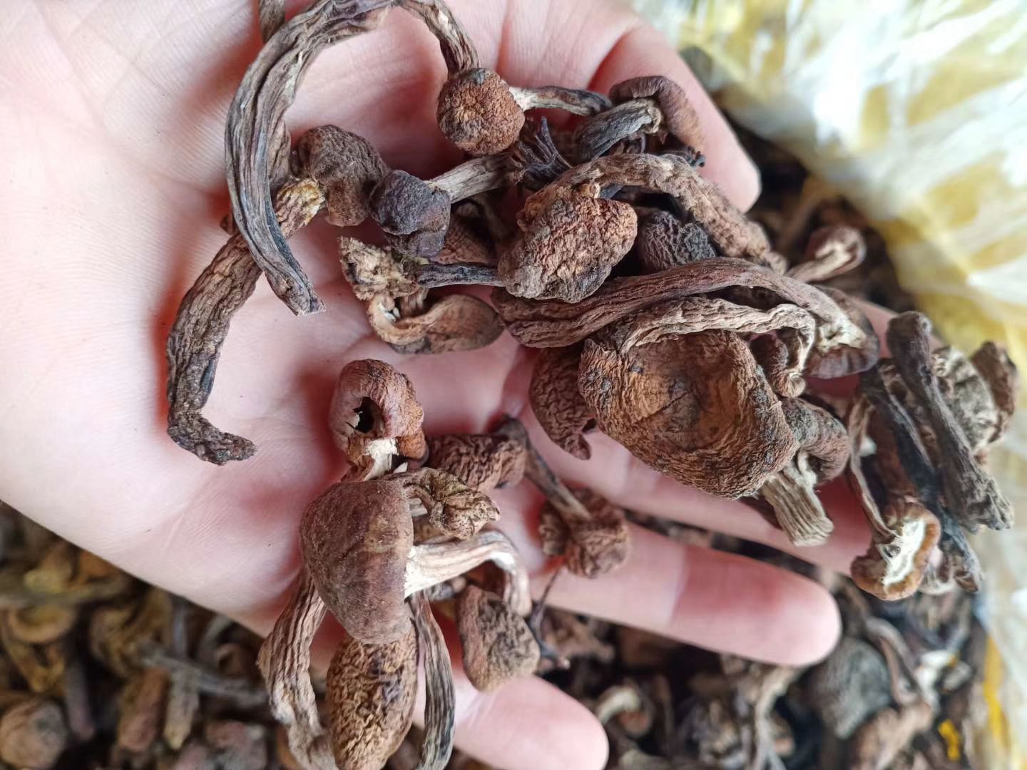 蘑菇 东北野生秋蘑菇去根干榛蘑菇包邮