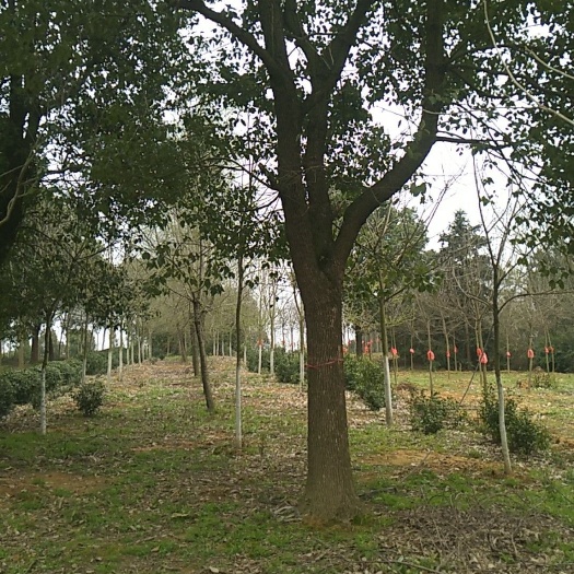 长兴县骨架香樟