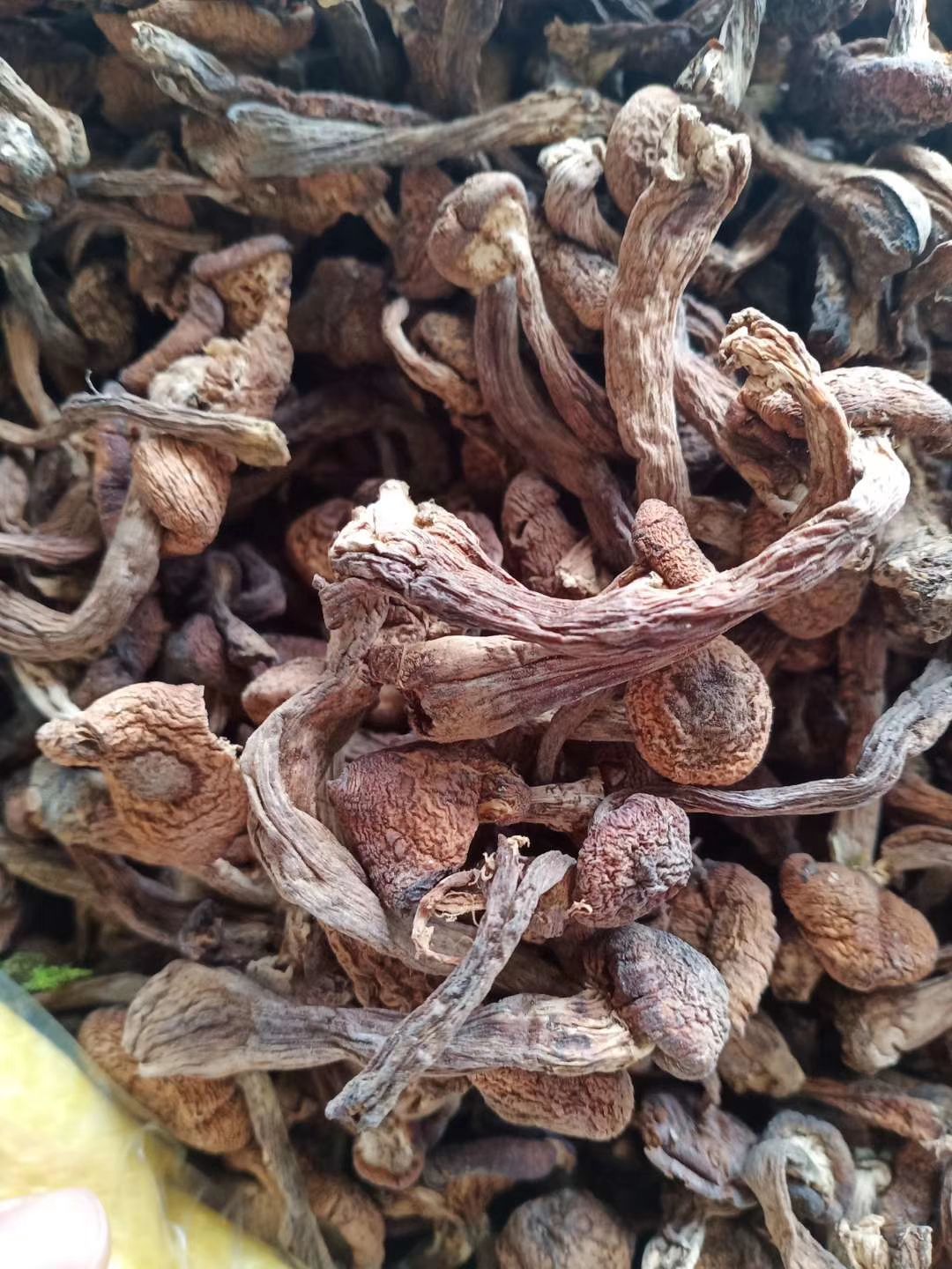 蘑菇 东北野生秋蘑菇去根干榛蘑菇包邮