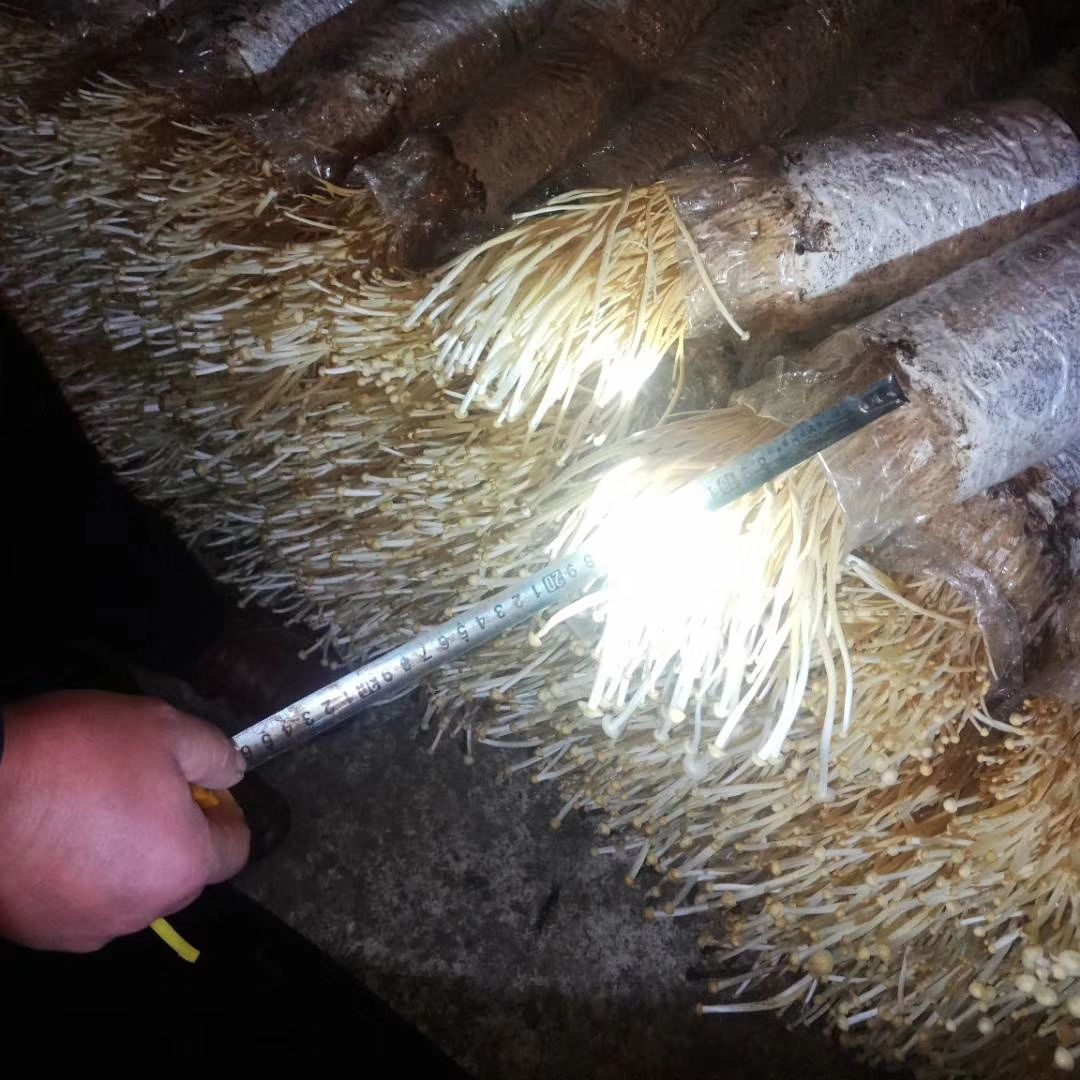 黄金针菇 一级货品，保证质量，诚信经营，需要的老板联系。