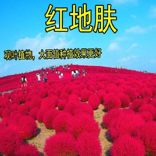 地肤种子红绿地肤草子球形花海庭院室外四季易活扫帚苗孔雀松种