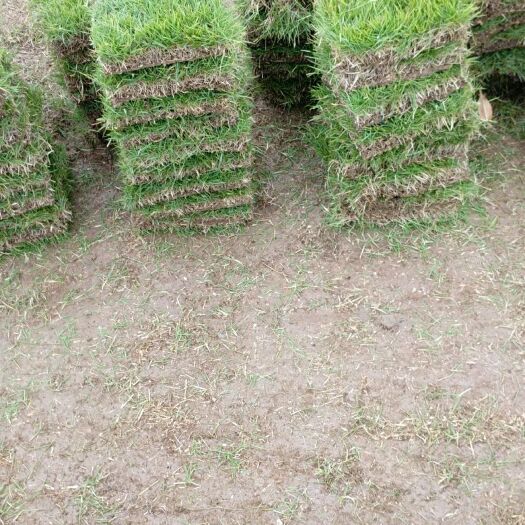 郴州 湖南郴州马尼拉草皮基地欢迎您，价格优惠