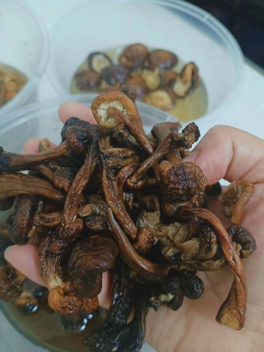 蘑菇 东北野生秋蘑菇去根干榛蘑菇包邮
