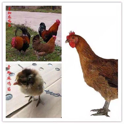 南宁青脚麻鸡苗 诚信交易孵化场直销一手货源，质量保证技术指导