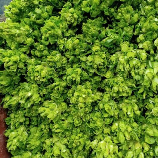 紫云县绿皮西葫芦 两百亩儿菜大量上市