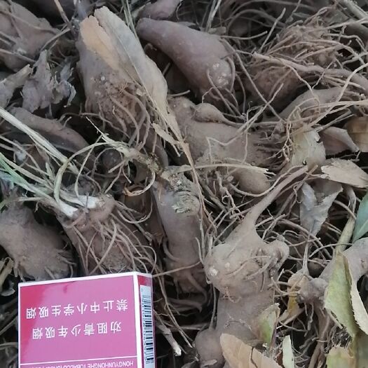 高碑店市 大量鲜白术待售