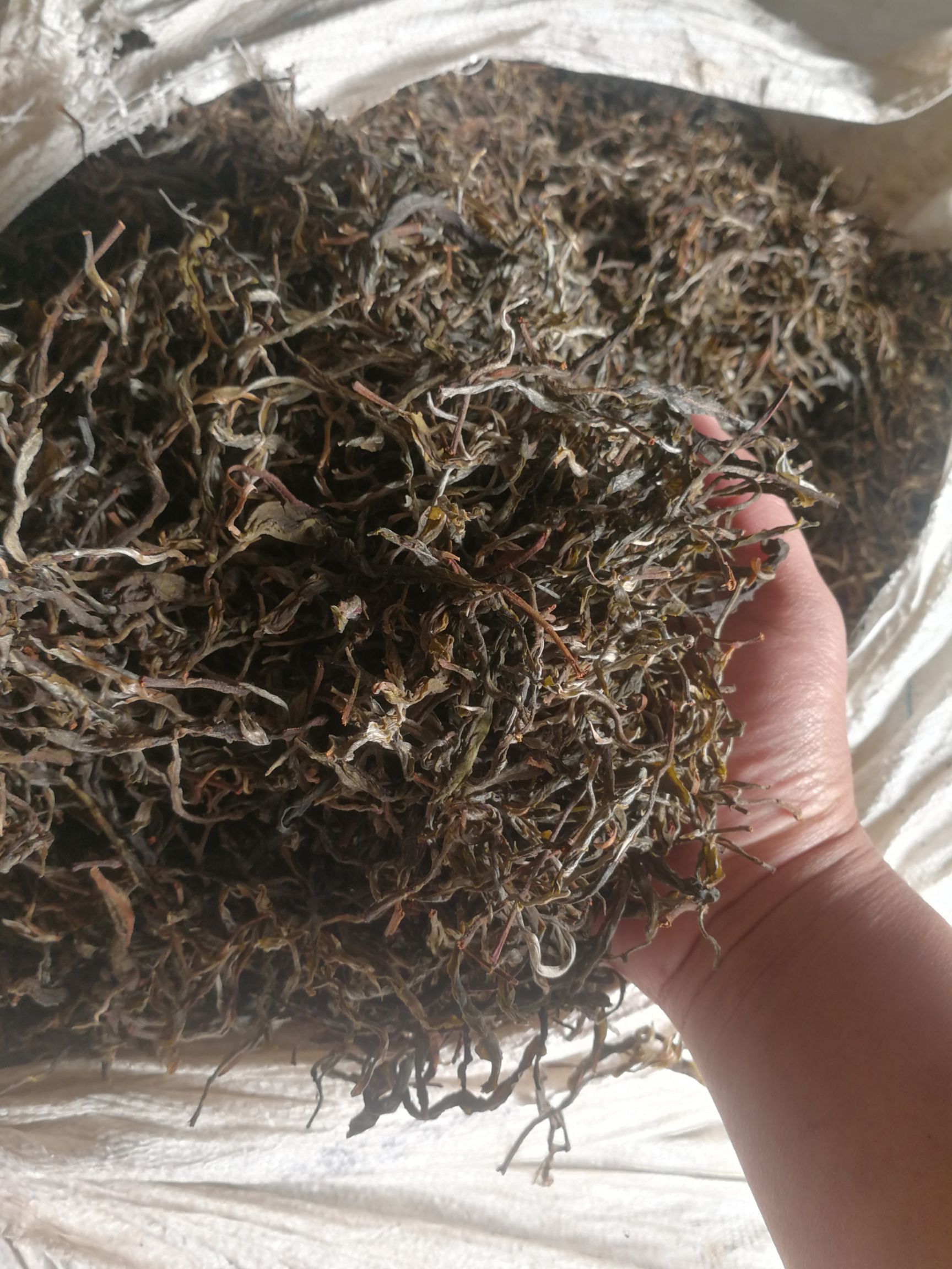 勐库古树茶 勐库茶叶，秋茶