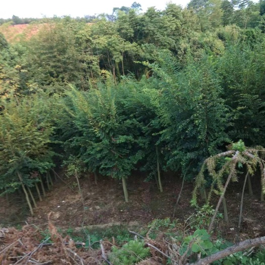 九江丛生朴树  各种规格朴树，欢迎采购，物美价廉