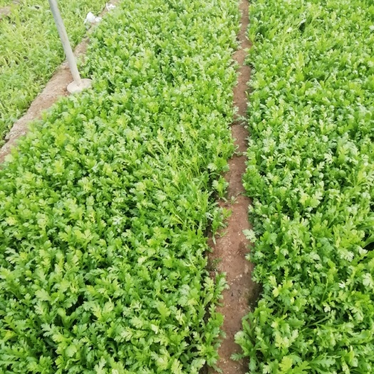  生菜茼蒿葉菜供應