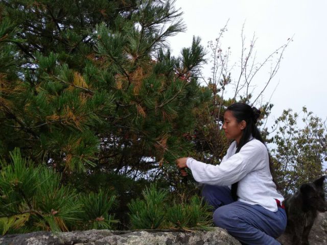 松针茶 柏叶、车前草、蒲公英、桑叶、艾叶（均来自大山纯野生）付邮送