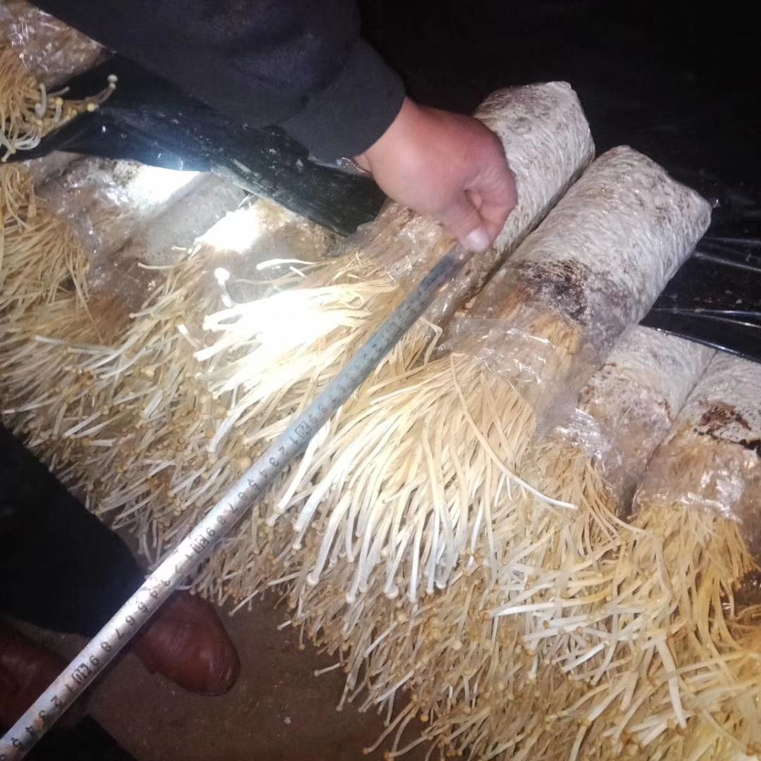 黄金针菇 一级货品，保证质量，诚信经营，需要的老板联系。