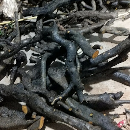 屏山县 灌木金弹子金品桩，喜欢的朋友多多关照