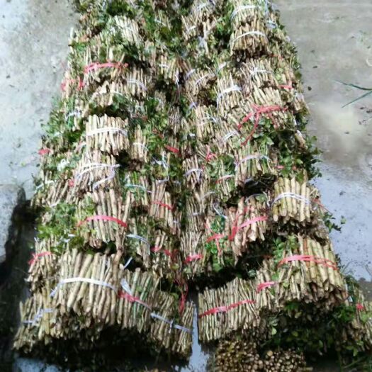 贵定县刺梨苗 真实原图，季节性供应，手慢无哦