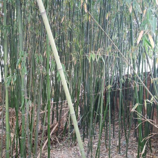 舞阳县四季青竹 四季青，观赏竹