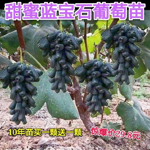 平邑县蓝宝石葡萄苗  甜蜜蓝宝石10年苗，买一颗送一颗惊爆价29.8元