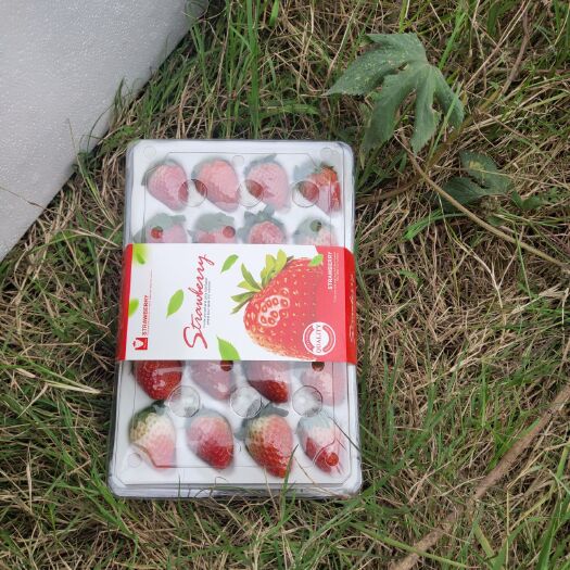 彭州市 西昌红颜牛奶巧克力草莓