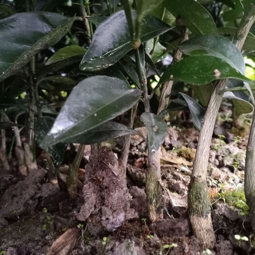 秀山 纽荷尔脐橙苗