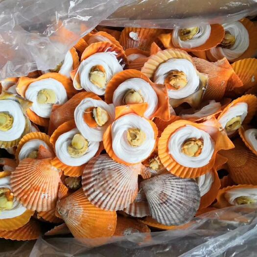 济南黄金贝 黄金粉丝贝，全国热销中