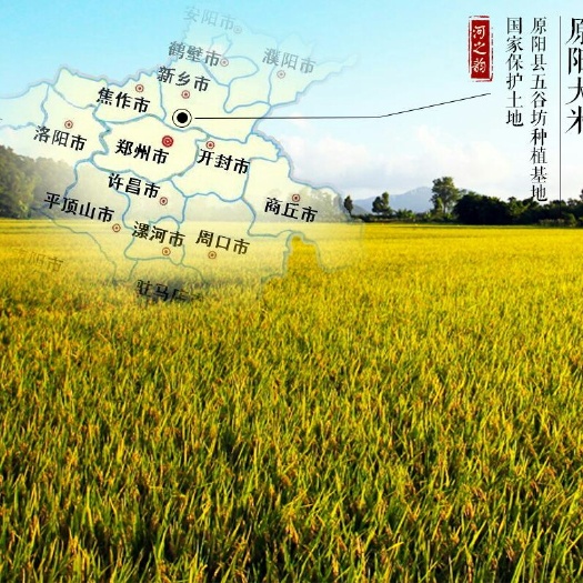 原阳县 真正的高含量维生素大米