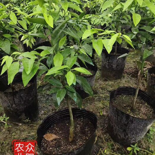 台州红美人爱嫒28号 红美人柑橘树苗爱暖28号桔树苗一年苗