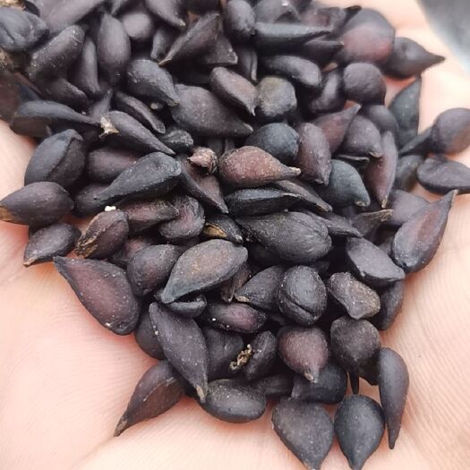 砀山县 杜梨种子