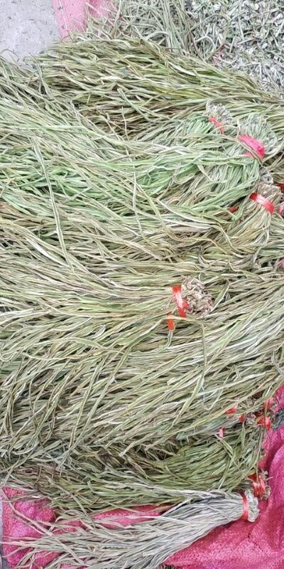 亳州贡菜  产地直销，一手货源