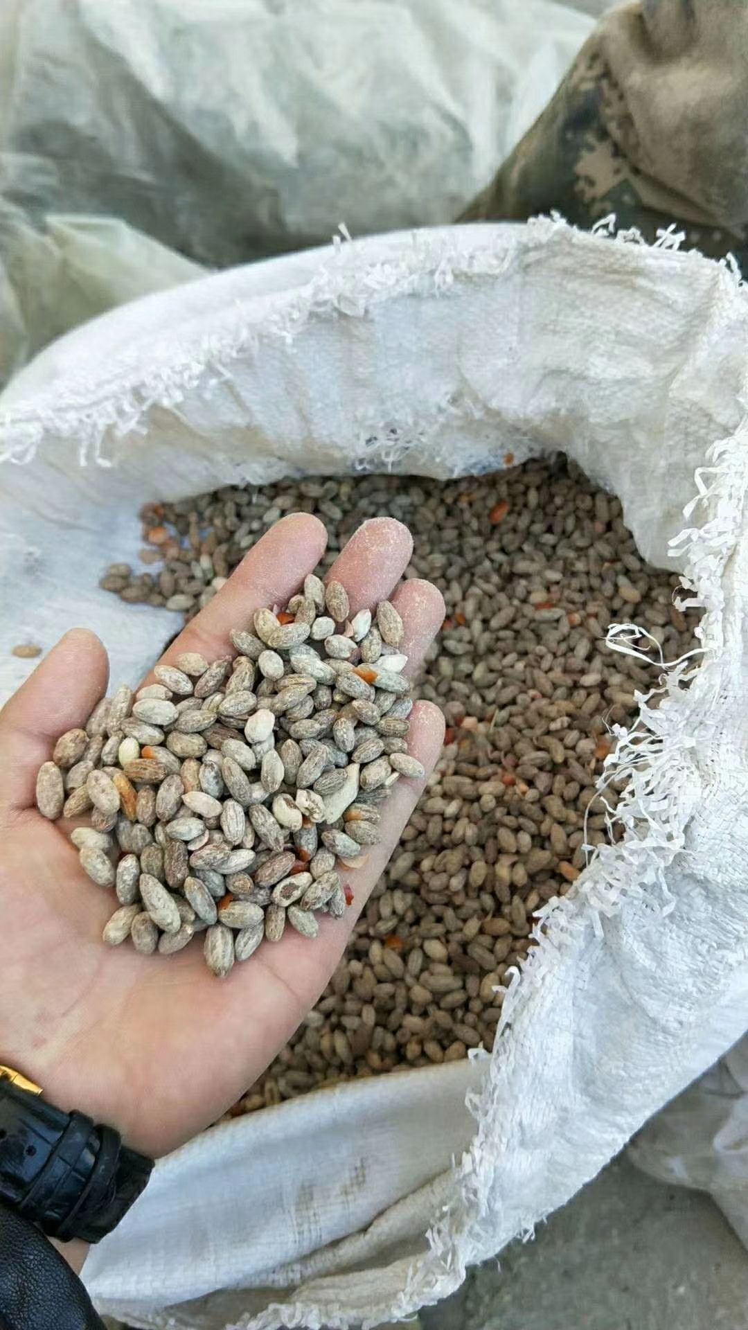 沙枣种子