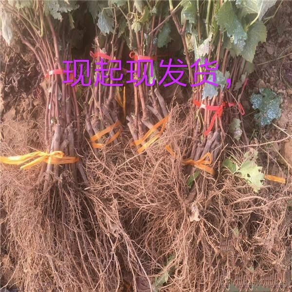 红地球葡萄苗  新品种，明年结果苗，皮薄无籽，品质保证，现挖现卖，