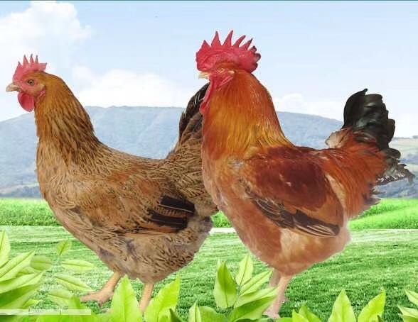 南宁良凤花鸡苗  《良凤花》 鸡苗 厂家直销 品种正宗 质量保证 包打疫苗