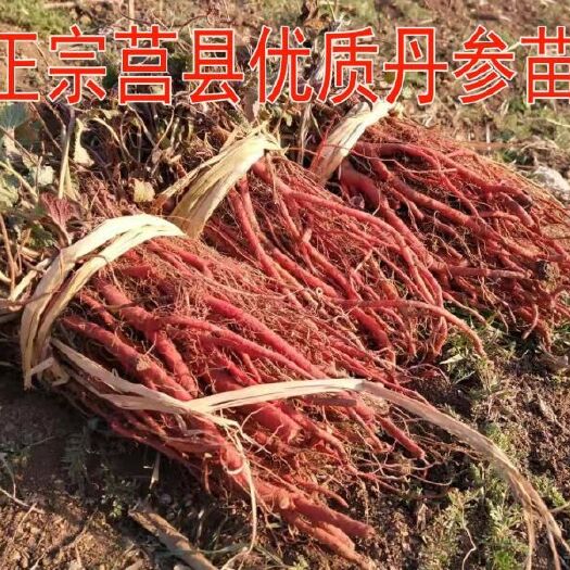 莒县 丹参苗丹参种植苗丹参种苗山东莒县优质紫花丹参种植苗
