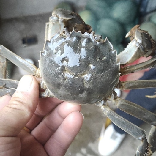 青海散养大闸蟹