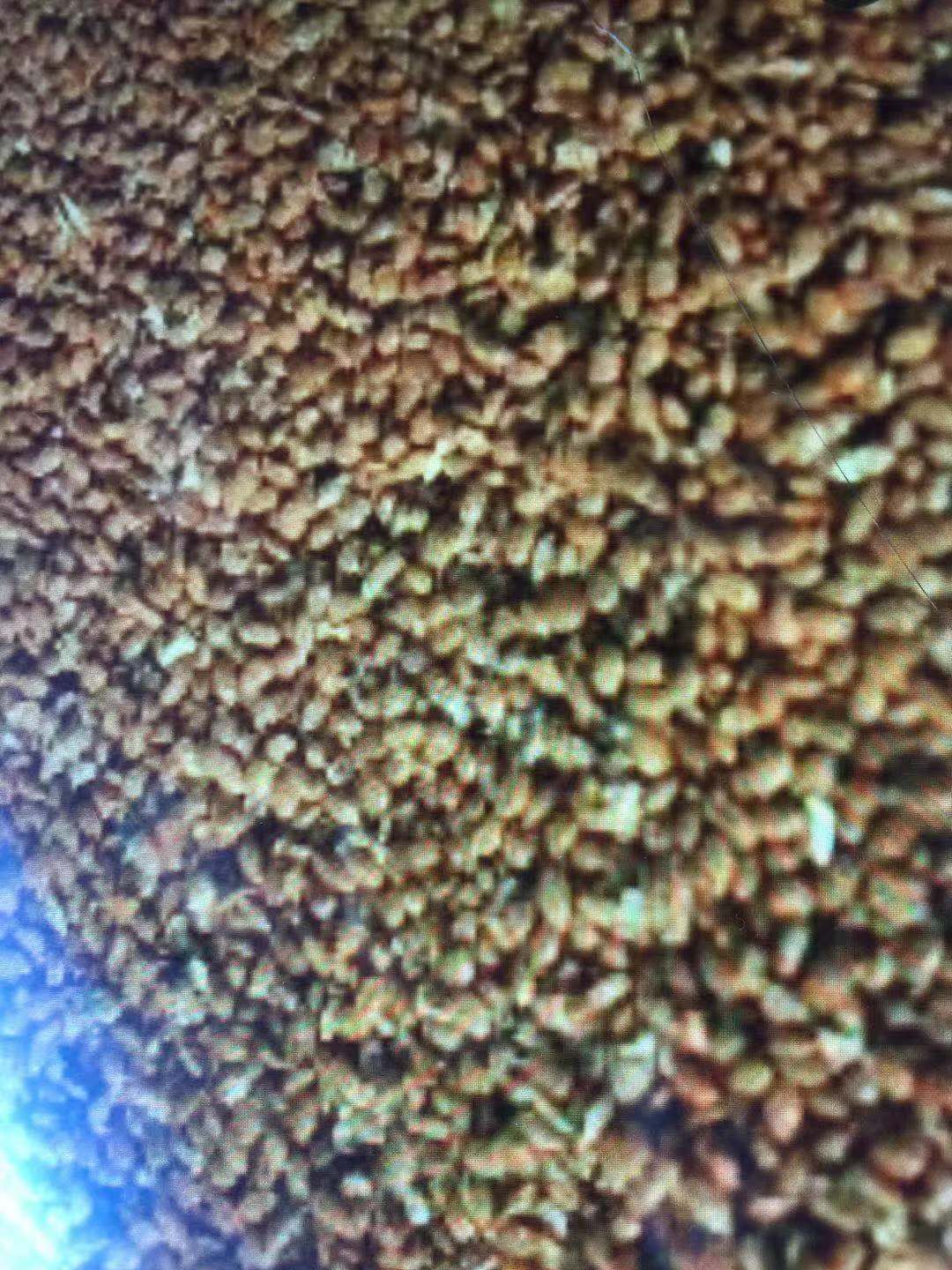  猕猴桃种子，纯手工洗，包出芽，包技术。