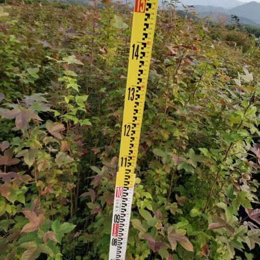 揭阳 三角枫袋苗和地苗
