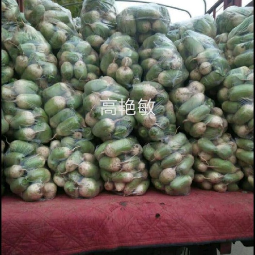 博爱县青萝卜  791罐萝卜  罐萝卜791青皮白萝卜