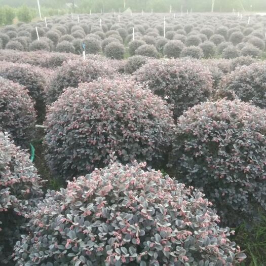 阳朔县大叶红 50－90公分实冠精品红继木隆重馨售啦，价格从优，