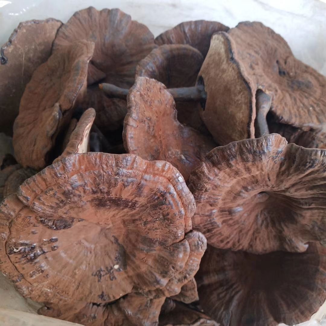 批发带孢子粉紫灵芝紫芝500克包邮非赤芝黑灵芝