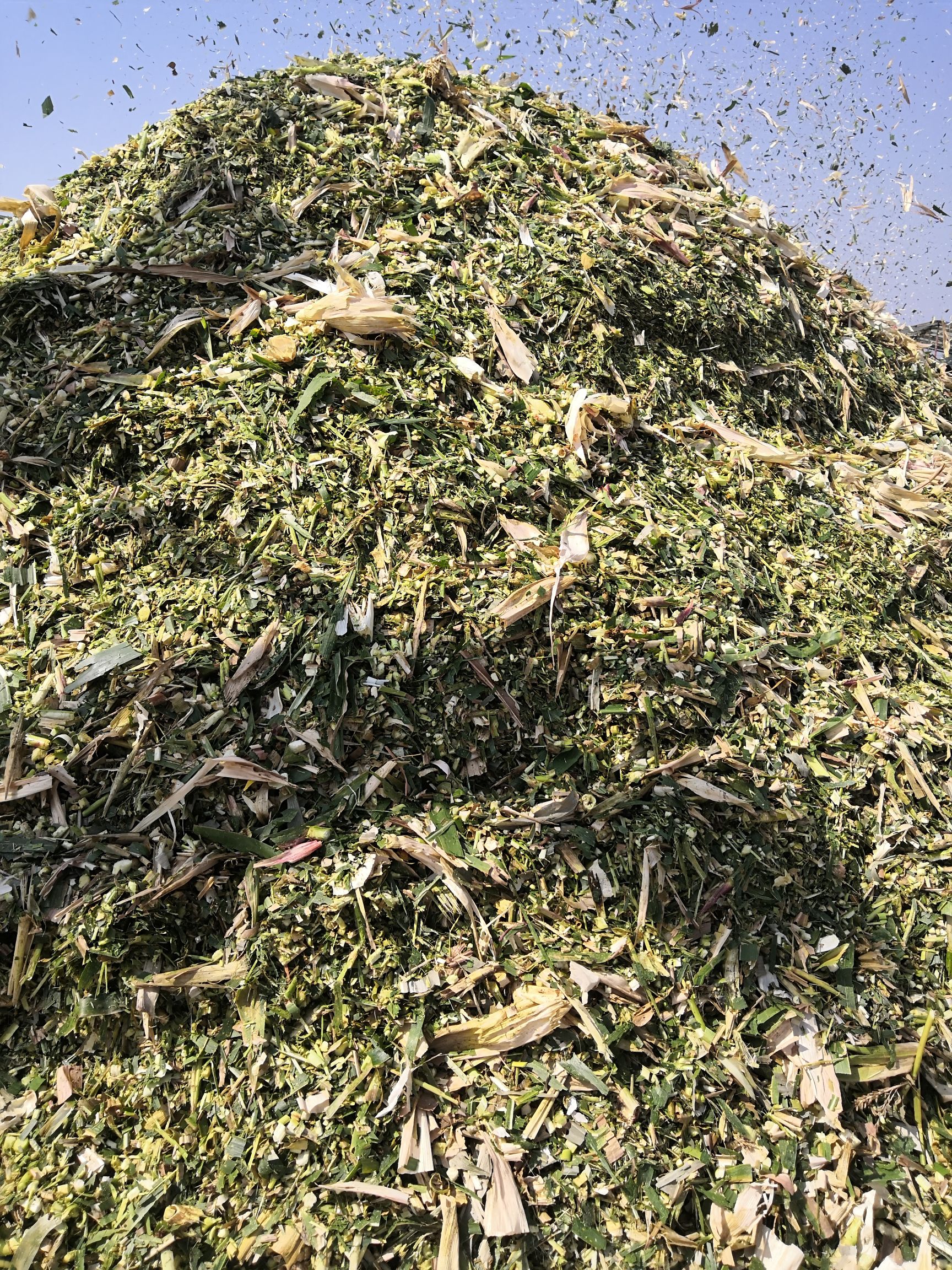 青储草 大量出购优质青储