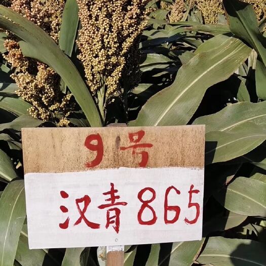  各个基温带优质酿酒高粱种子