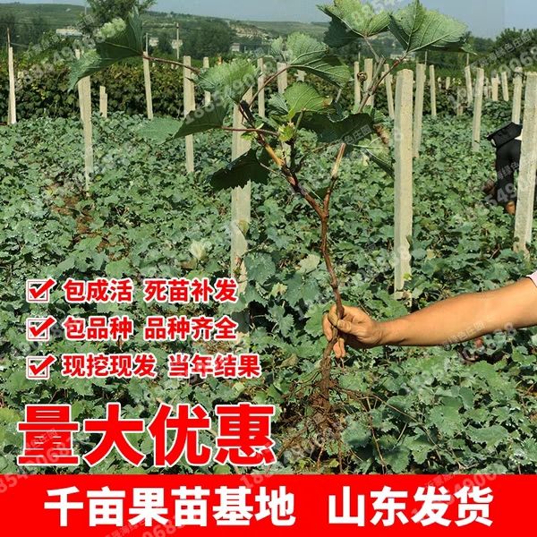 红地球葡萄苗  新品种，明年结果苗，皮薄无籽，品质保证，现挖现卖，
